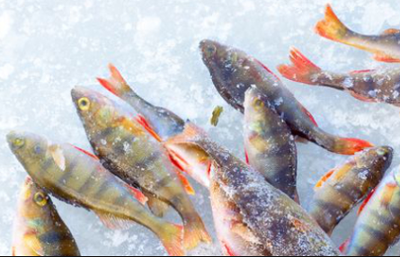 Es krim untuk ikan FLAKE ICE FOR FISHERY.png
